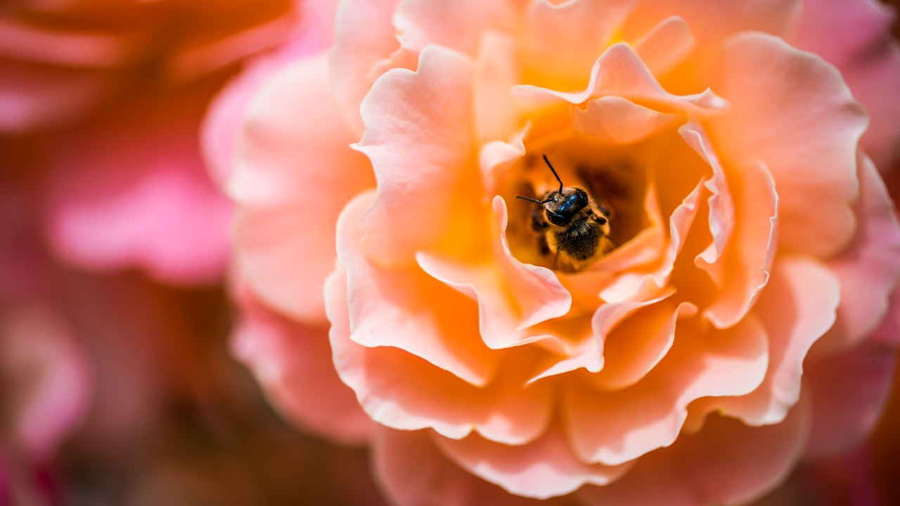 How to Get Dried Flowers